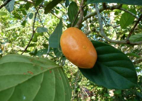 Fruta amazônica é rica em vitamina que ajuda retardar o envelhecimento 