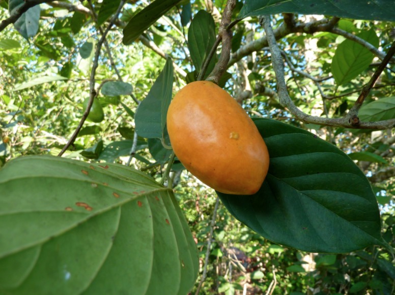 Fruta amazônica é rica em vitamina que ajuda retardar o envelhecimento 