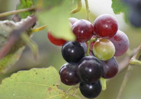 Substância presente em fruta tem ação anti-inflamatória e combate tumores malignos 