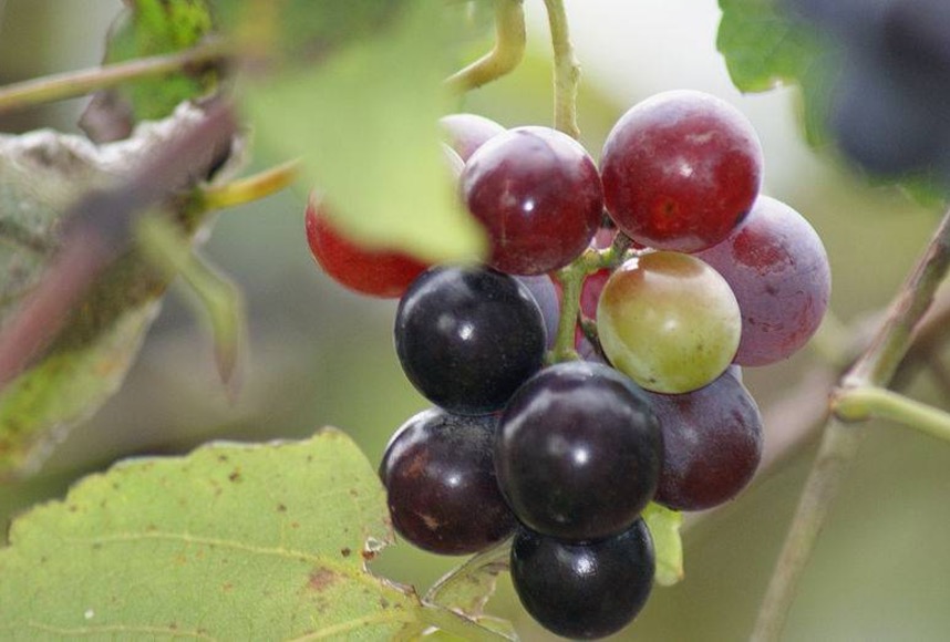 Substância presente em fruta tem ação anti-inflamatória e combate tumores malignos 