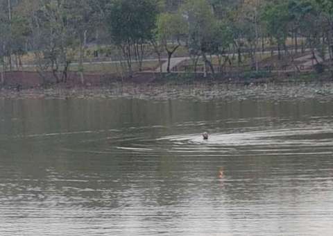 Homem foge de viatura, pula em lagoa algemado e acaba se dando mal 