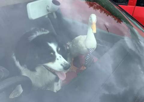 Pato de gravata e cachorro são parados em blitz na Inglaterra. Entenda