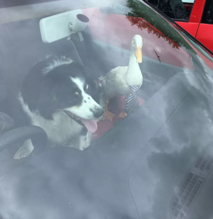 Pato de gravata e cachorro são parados em blitz na Inglaterra. Entenda