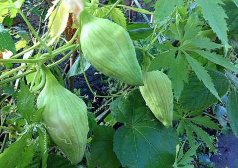 Espécie de fruto-hortaliça é indicado para quem sofre com hiperglicemia 