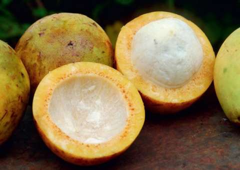 Fruta popular da Amazônia é rica em Potássio, Fósforo e Cálcio 