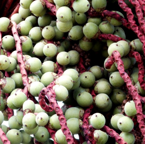 Fruto de palmeira amazônica produz óleo comestível e farinha nutritiva. Conheça 