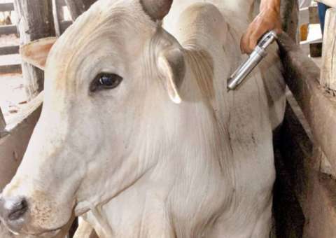 Amazonas se torna zona livre de febre aftosa com reconhecimento nacional 