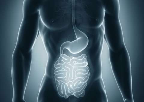 Fruto de palmeira pode tratar infecções na garganta e gastrointestinal 