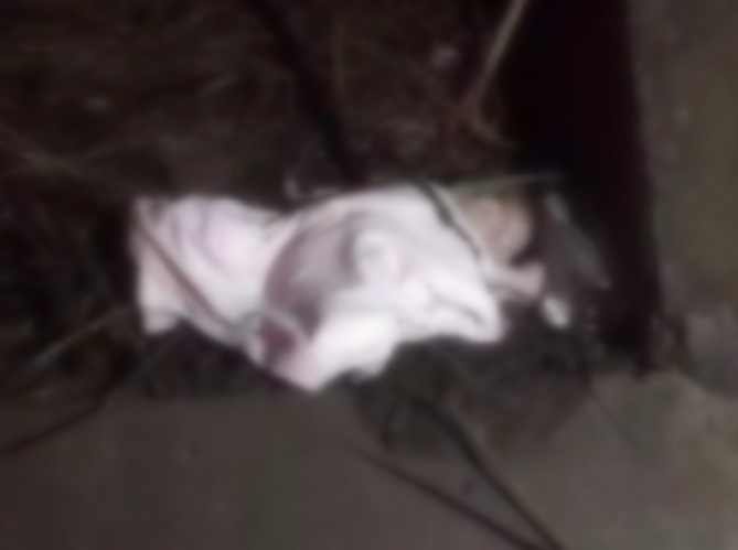 Recém-nascida é encontrada em arbusto e polícia descobre que mãe tem 12 anos