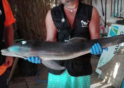 Golfinho encalha em praia da Espanha, banhistas tiram selfie e animal morre 