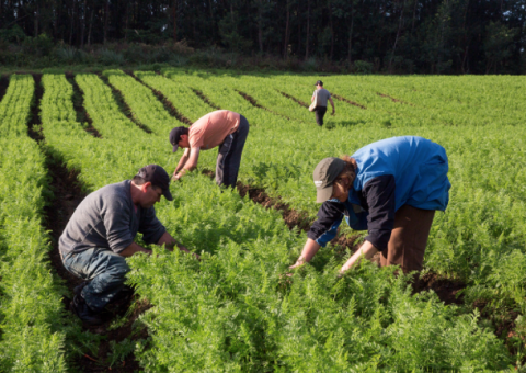 Agricultura vai liberar R$ 90 milhões para seguro rural do segundo semestre