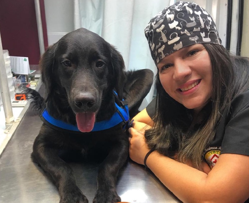  Atendimento veterinário domiciliar é opção para problemas com transporte para seu bichinho