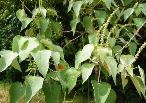 Seiva de árvore com efeito cicatrizante pode tratar lesões na pele. Conheça 