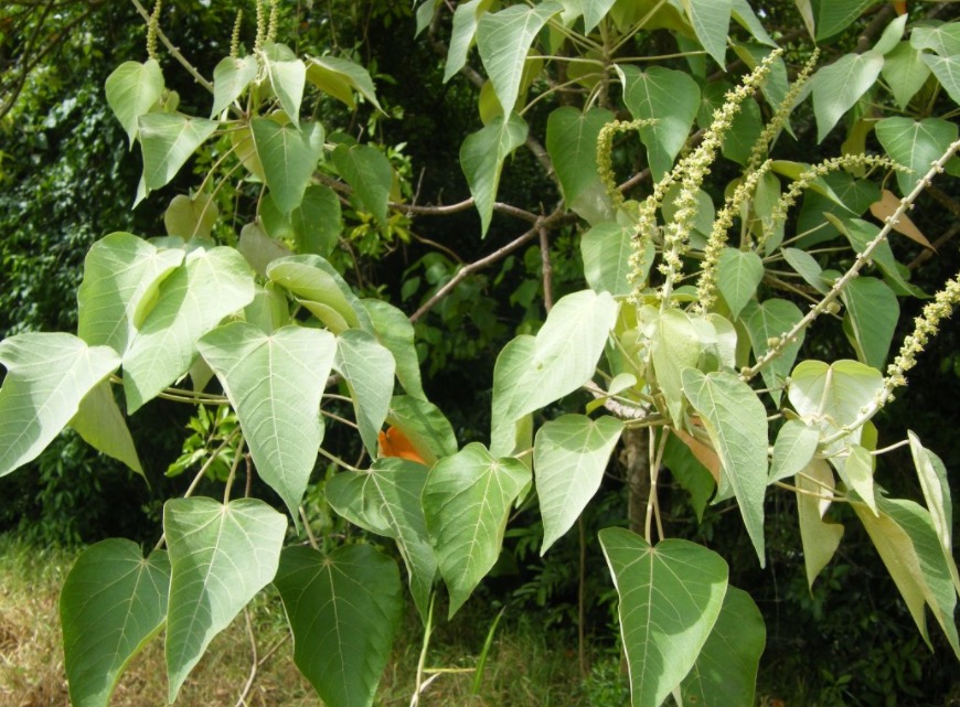 Seiva de árvore com efeito cicatrizante pode tratar lesões na pele. Conheça 