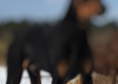 Casal faz sexo com cão policial, filma tudo e vídeo é descoberto