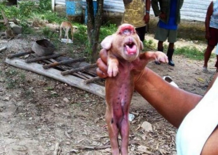 Porco nasce com rosto de macaco e fotos bombam na internet