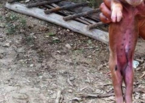 Porco nasce com rosto de macaco e fotos bombam na internet