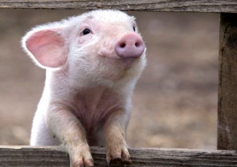 Porco nasce ‘com cara de macaco’ e vira celebridade. Veja 
