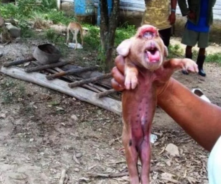 Porco nasce ‘com cara de macaco’ e vira celebridade. Veja 