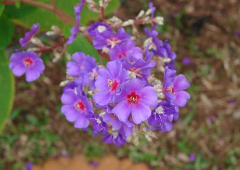 Planta pode ajudar no tratamento contra asma. Conheça 