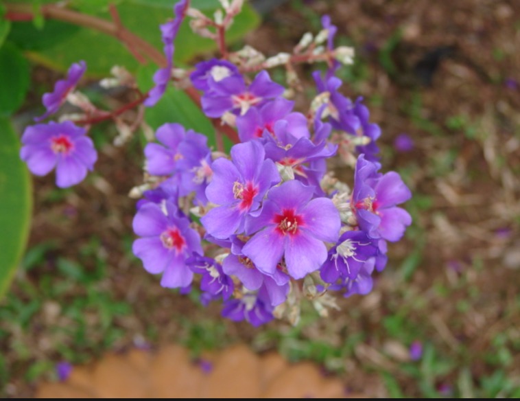 Planta pode ajudar no tratamento contra asma. Conheça 