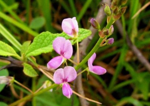 Infusão feita de planta pode tratar problemas nas vias urinárias 