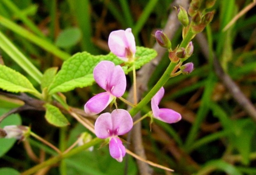 Infusão feita de planta pode tratar problemas nas vias urinárias 
