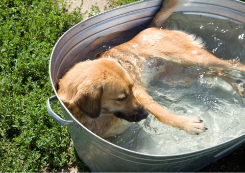 Saiba quais os melhores cuidados com os pets durante o verão 