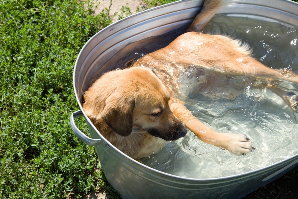 Saiba quais os melhores cuidados com os pets durante o verão 