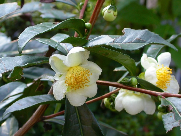 Chá pode diminuir riscos de doenças cardiovasculares e acelerar o metabolismo 