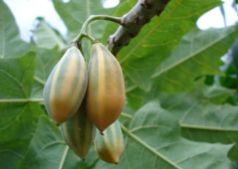 Espécie de mamão rico em papaína é eficiente no combate a problemas intestinais 