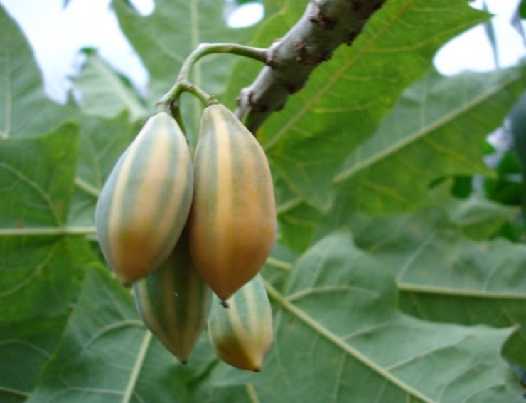 Espécie de mamão rico em papaína é eficiente no combate a problemas intestinais 