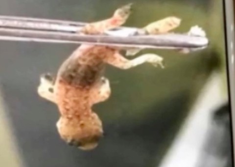 Homem vai parar no hospital com 'coisa' se mexendo no ouvido e médicos ficam surpresos ao ver o que era