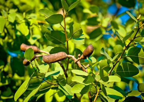 Conheça planta que fortalece o sistema imunológico, combatendo vírus e bactérias 