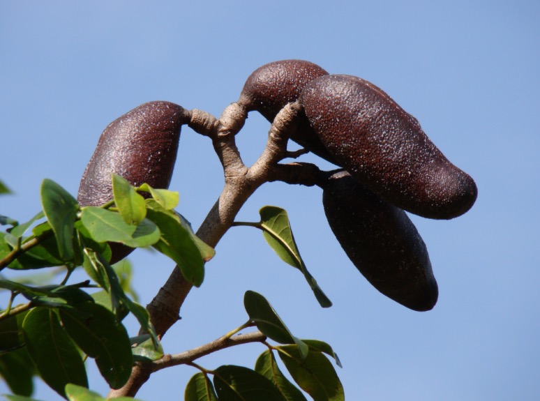 Conheça planta que fortalece o sistema imunológico, combatendo vírus e bactérias 