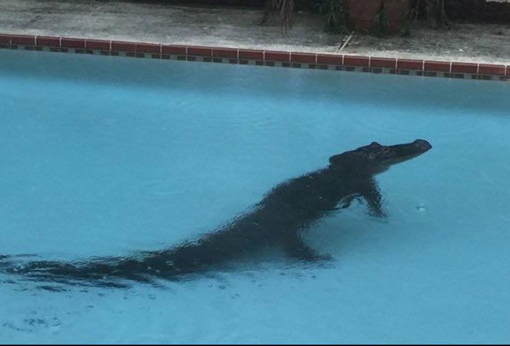 Furacão Harvey: jacarés invadem casas a procura de abrigo