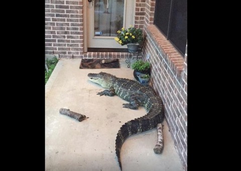 Furacão Harvey: jacarés invadem casas a procura de abrigo