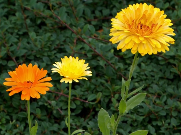 Tintura ou pomada de flor ameniza dores de varizes e furúnculos 