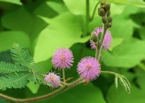 Plantas medicinal pode auxiliar no tratamento contra HPV 