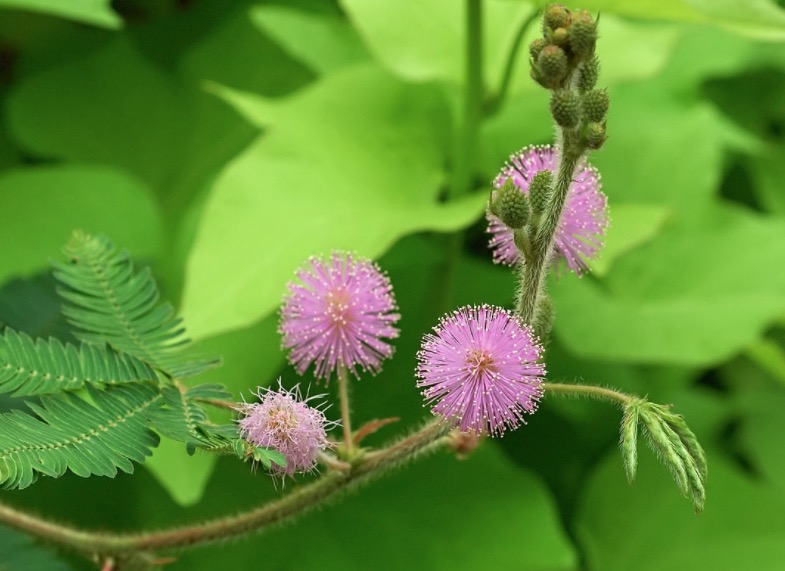 Plantas medicinal pode auxiliar no tratamento contra HPV 