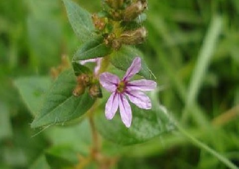 Chá de planta depurativa pode ajudar em problemas com arteriosclerose 