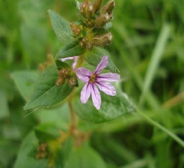 Chá de planta depurativa pode ajudar em problemas com arteriosclerose 