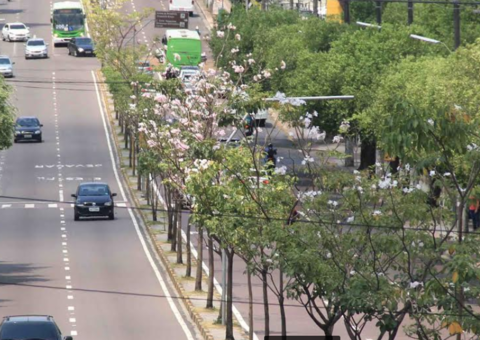 Ipês voltam a florescer e embelezam Avenida Djalma Batista