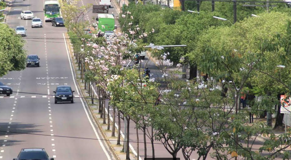 Ipês voltam a florescer e embelezam Avenida Djalma Batista