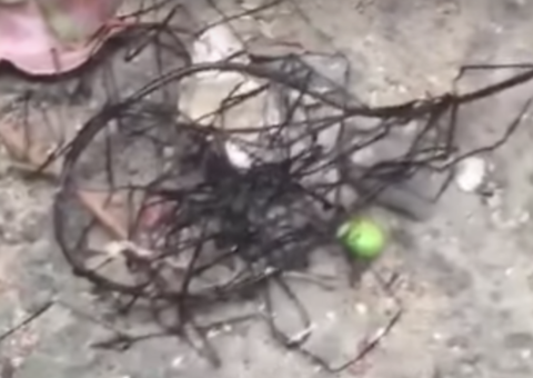 Suposta criatura 'alienígena' é encontrada em praia e intriga internautas