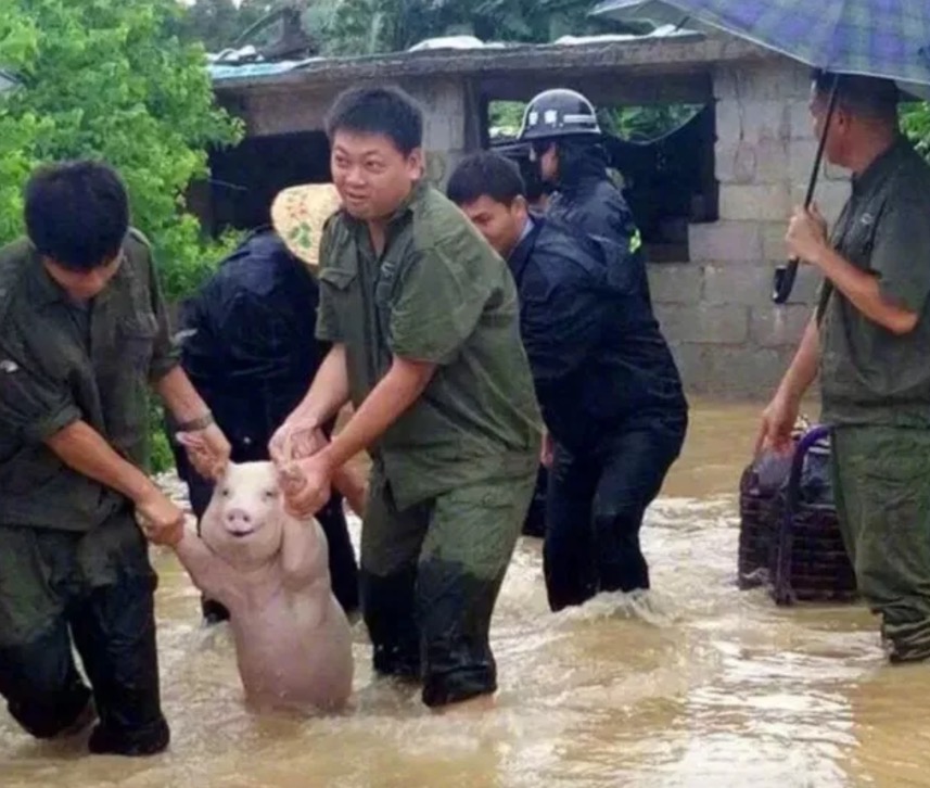  Porco 'sorri' ao ser salvo de enchente. Veja 