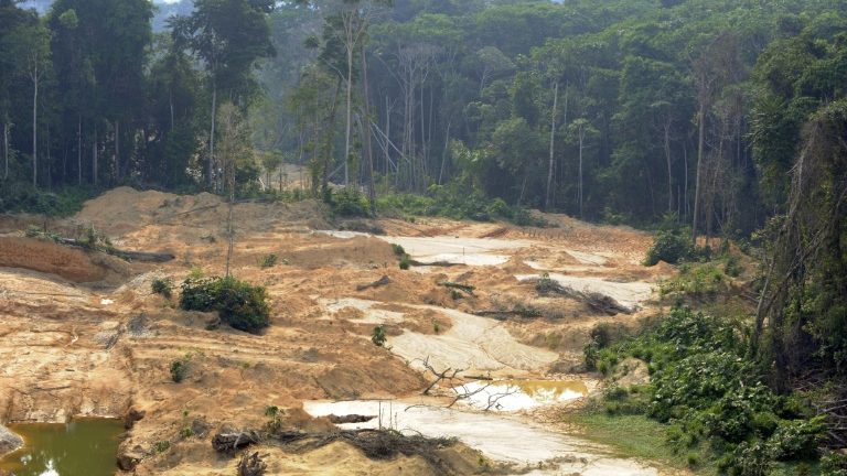 Mais de meio milhão assinam petição em defesa da Amazônia