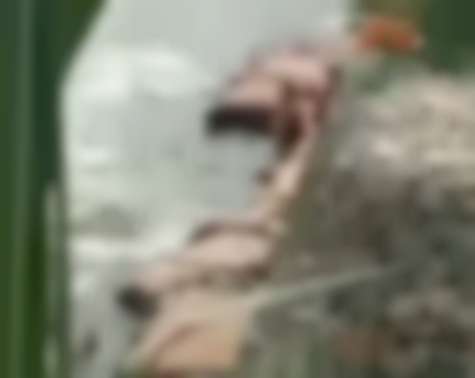 Casal é flagrado fazendo sexo selvagem em balneário