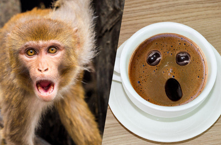 Macacos também enxergam rostos em objetos