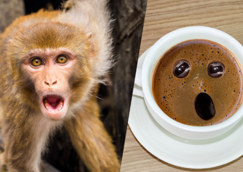 Macacos também enxergam rostos em objetos